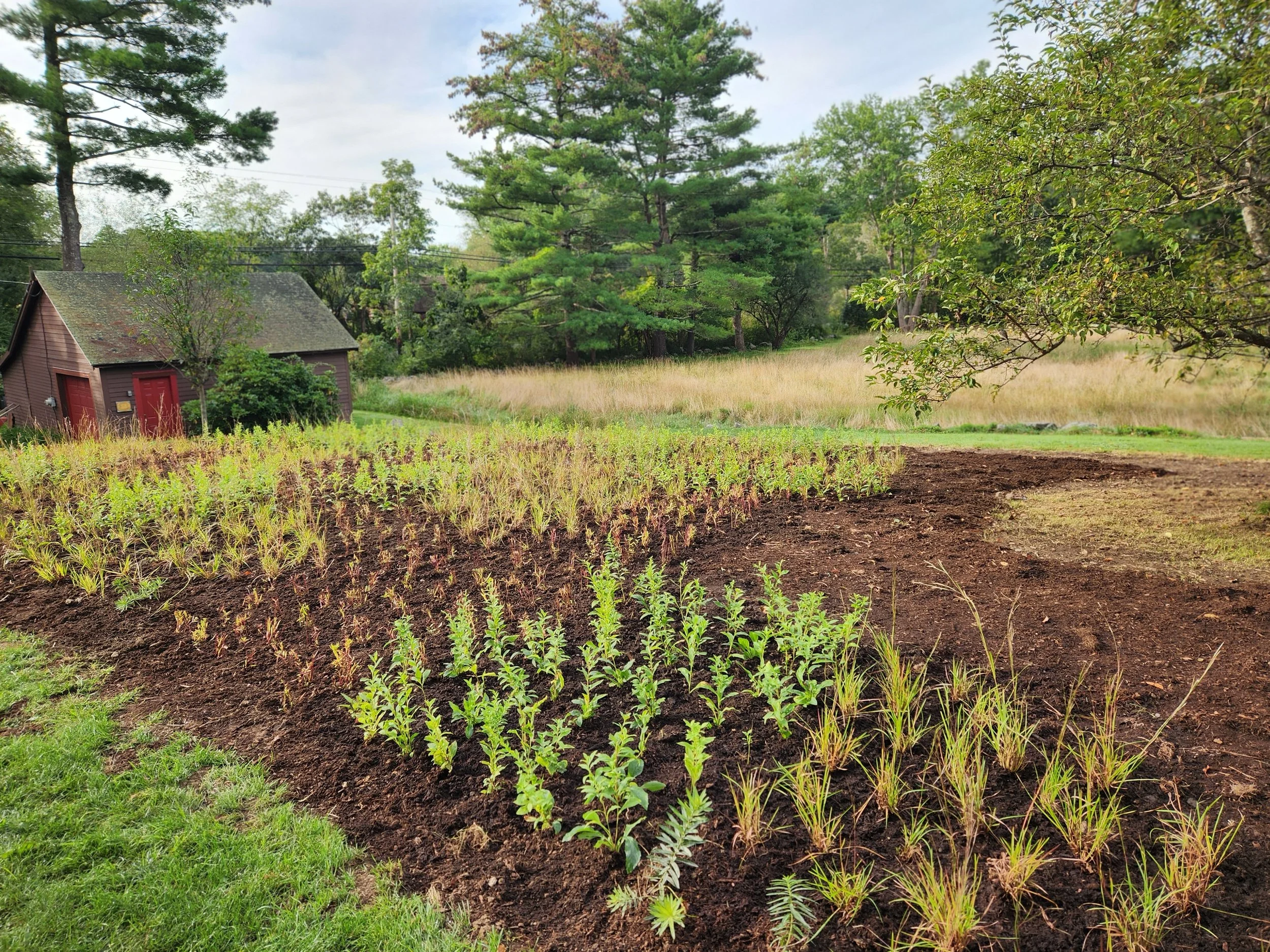 A garden with rows of young green plants, a small brown shed with a red door, tall trees, and a grassy area in the background.