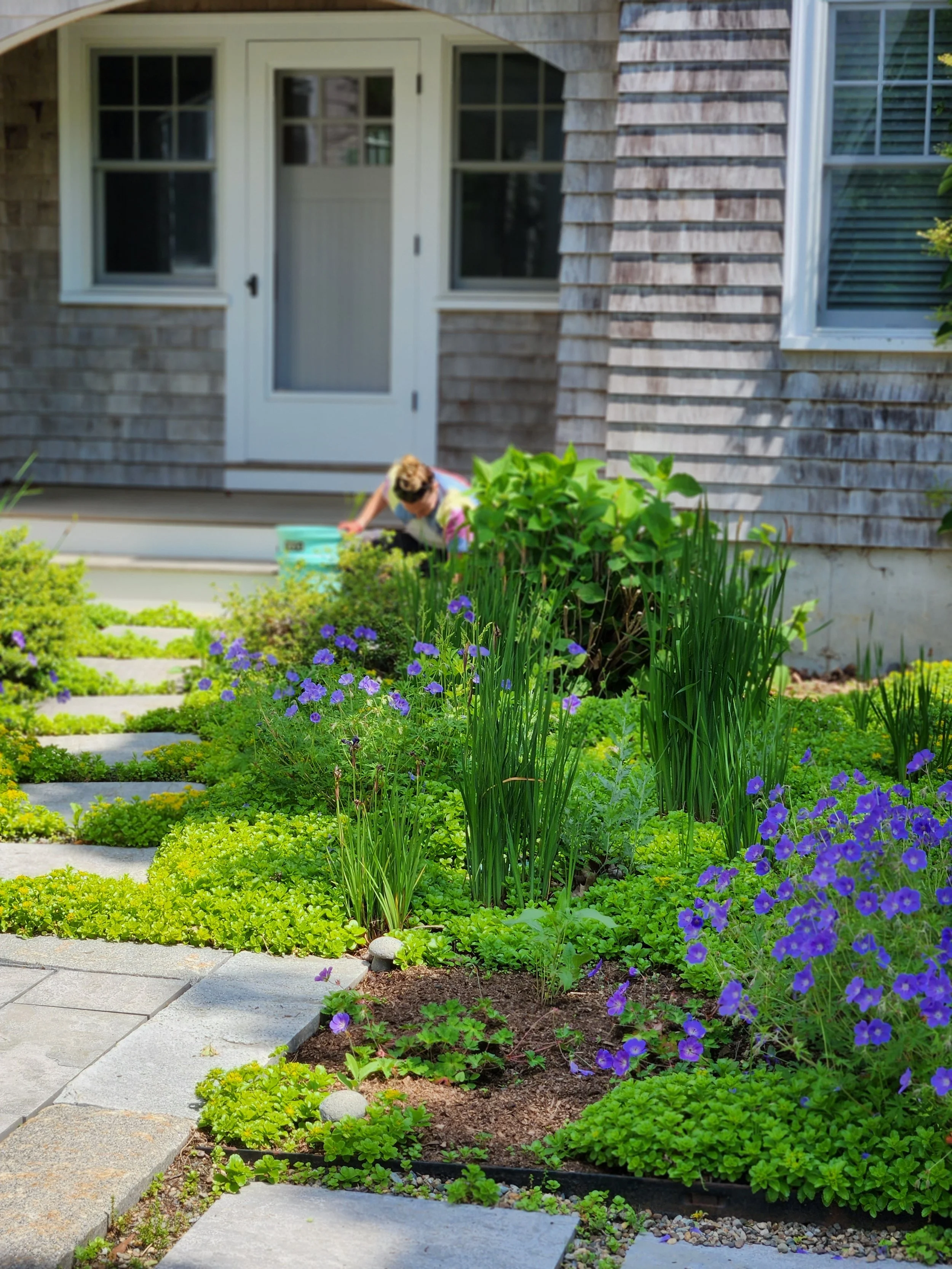 A woman tending to a lush garden with vibrant green plants and purple flowers outside a house with wooden shingles. Stone path stones are laid out in the garden.