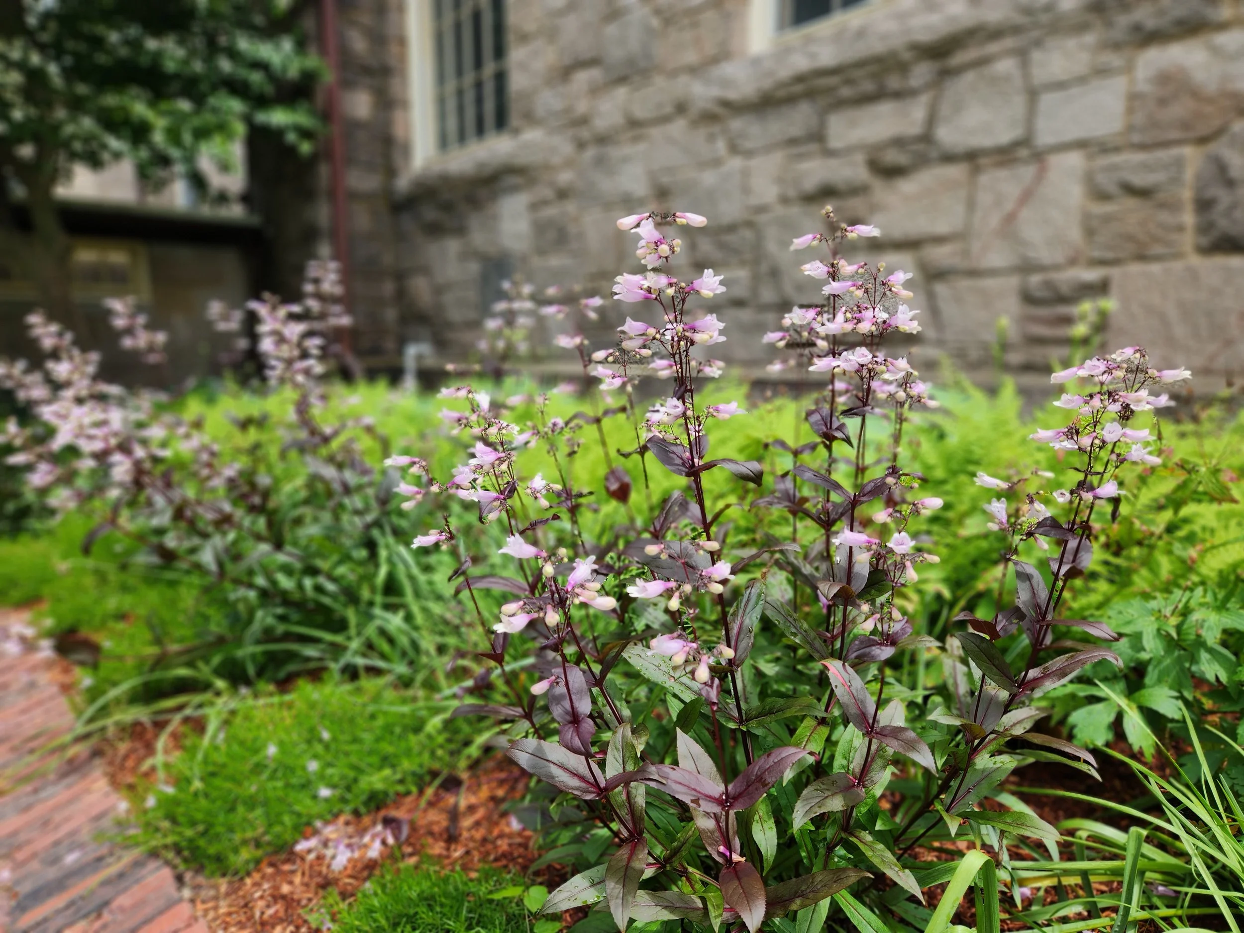 Pink and white flowers growing in a garden with a brick path, green grass, and a stone building in the background.