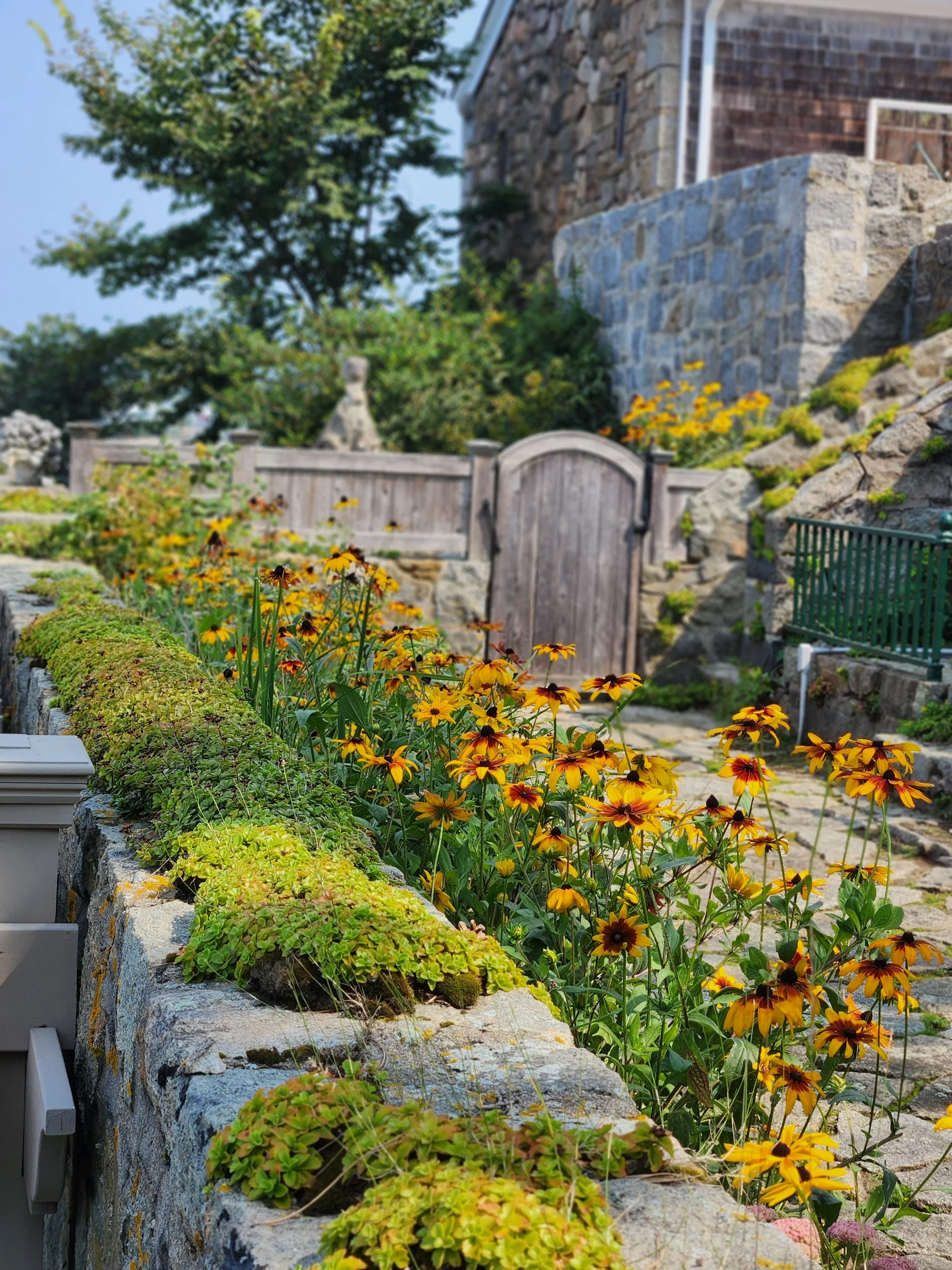 A garden scene with a stone wall, yellow and brown flowers, green shrubs, a wooden fence, and a building with brick and stone walls in the background.