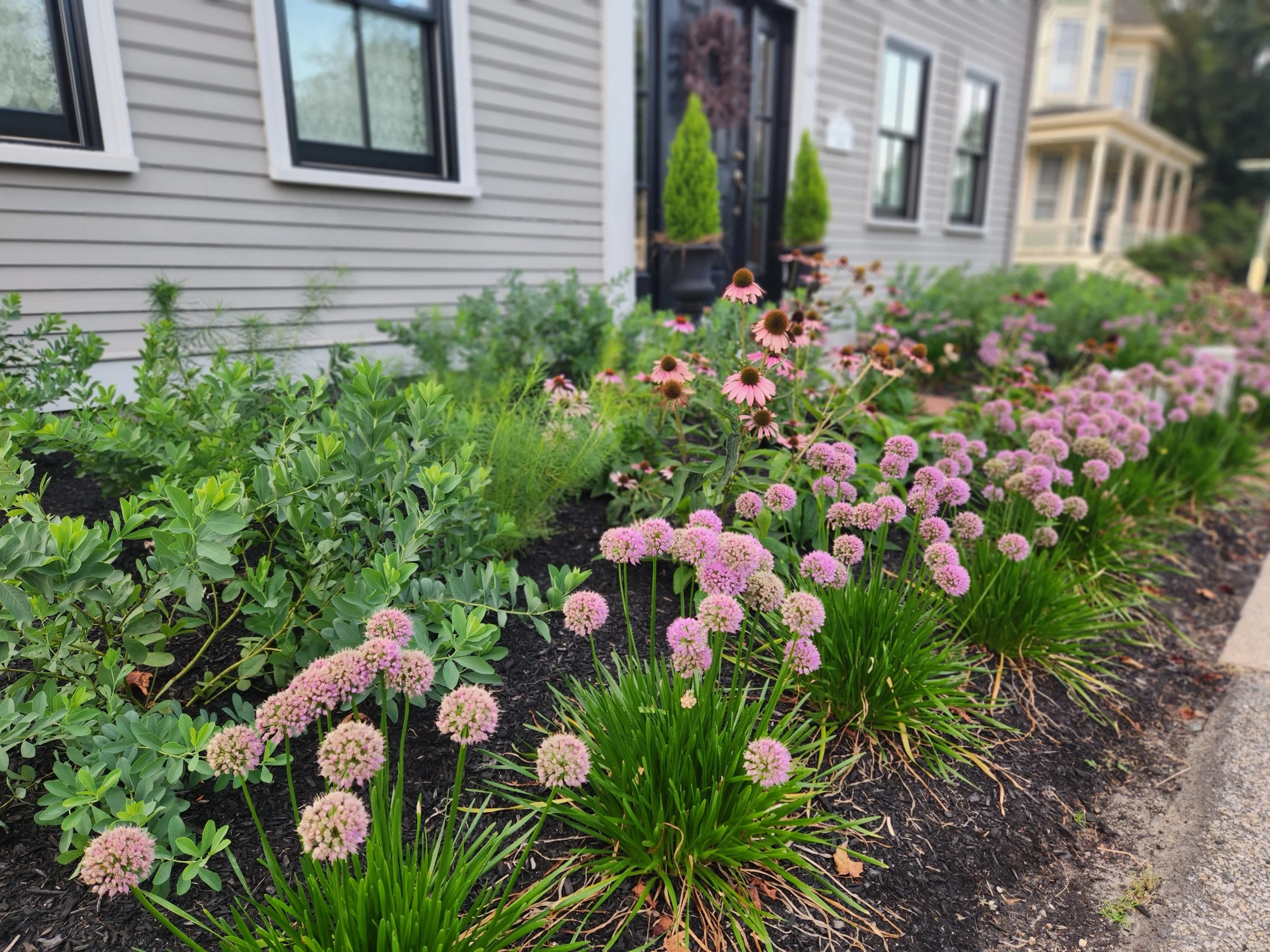 A garden with pink and purple flowers in front of a gray house with black window frames and a black door, surrounded by green shrubs and plants.