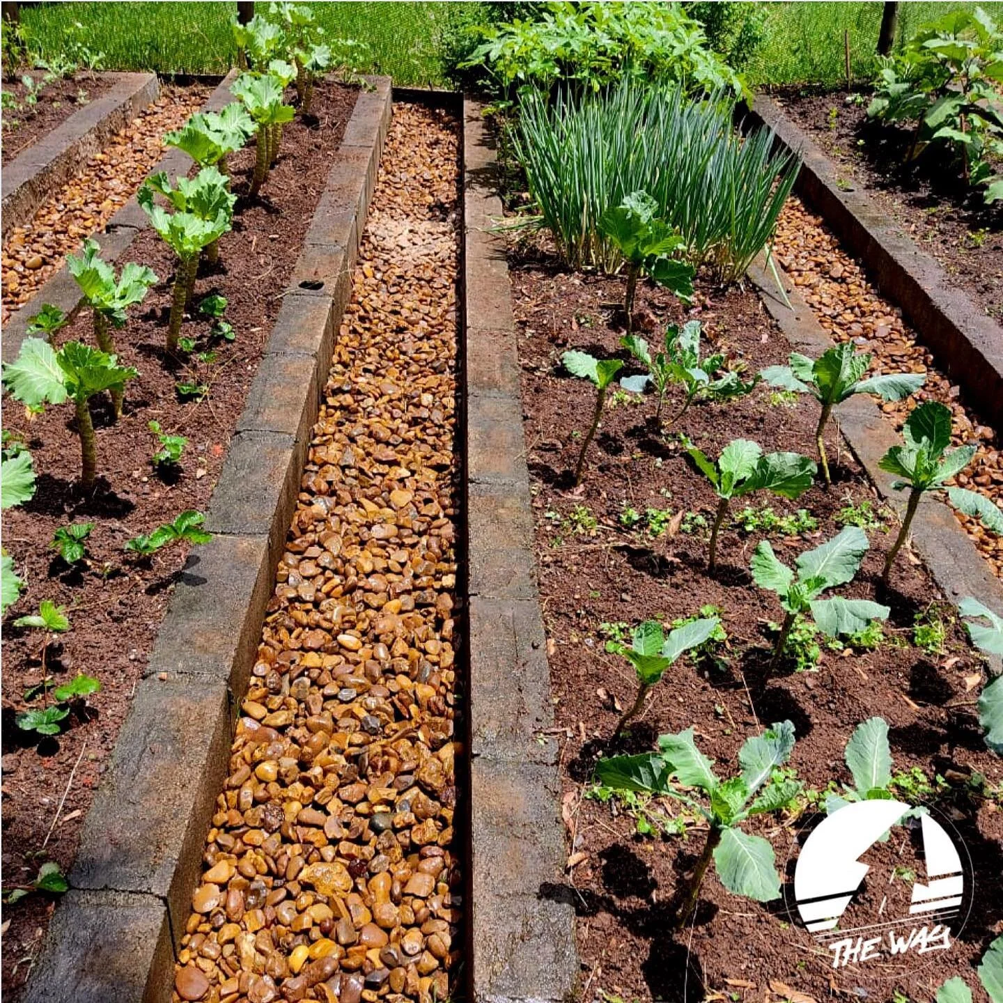 Essa horta est&aacute; ficando cada dia mais linda. Horta org&acirc;nica em parceria com o @nucleobolhadesabao onde podemos ensinar as crian&ccedil;as a cuidar e a se alimentar de uma maneira mais saud&aacute;vel. O Coach Jo&atilde;o est&aacute; semp