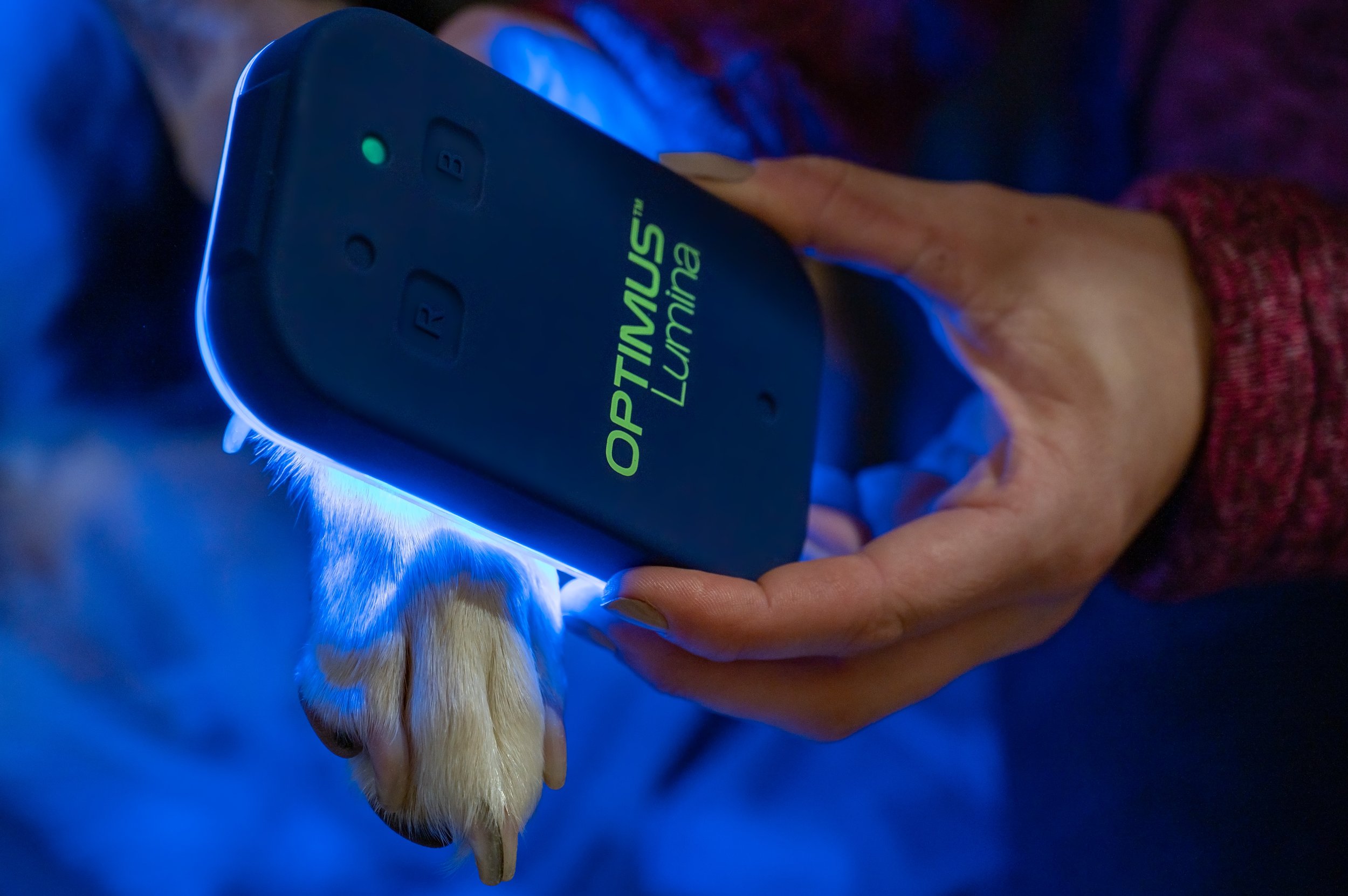 Shining a (blue) light on health: Exploring the benefits of blue light phototherapy for dogs and horses