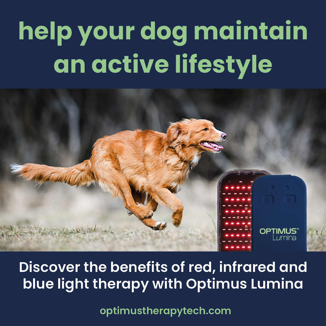 Benefits of light therapy for dogs — Optimus Therapy Tech
