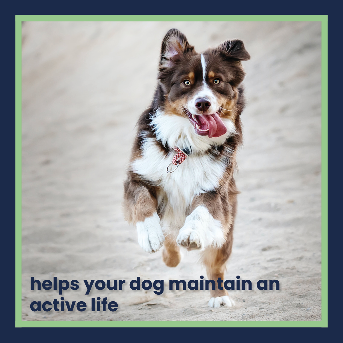helps your dog maintain an active lifestyle