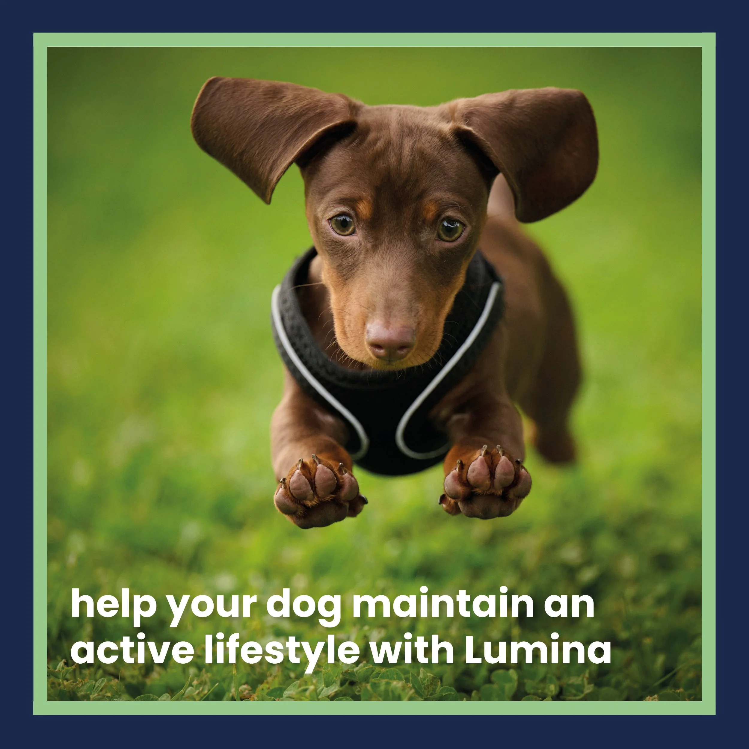 help your dog maintain an active lifestyle with Lumina