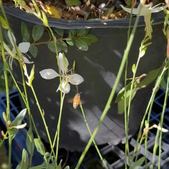 Pollinators, plants, and people in action! We had a such a great time at PARKing Day with Boston Green Academy.......

Instead of taking over a single parking space, teens took over the entire area in front of the school. We increased biodiversity, i