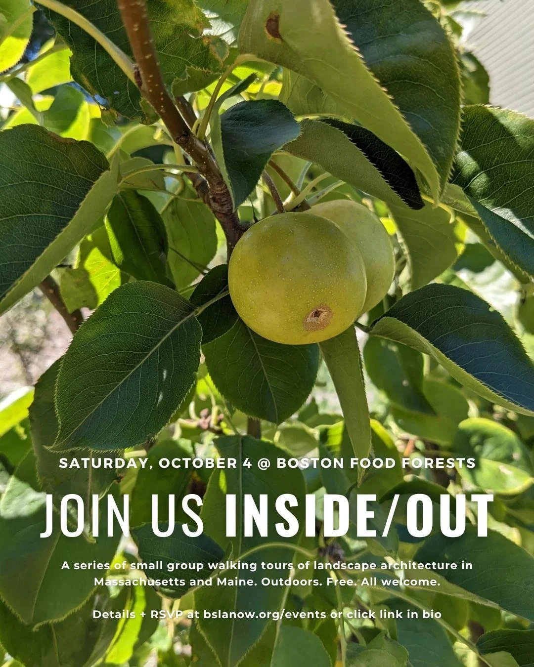 The Emerging Professionals invite you to a special edition of Inside/Out. Join us outside! All are welcome.

THIS WEEK
Inside/Out: Boston Food Forests
Saturday, October 4
11am - 2pm
In person. Free.

🌳 Details + RSVP here: https://BSLAinsideout-food