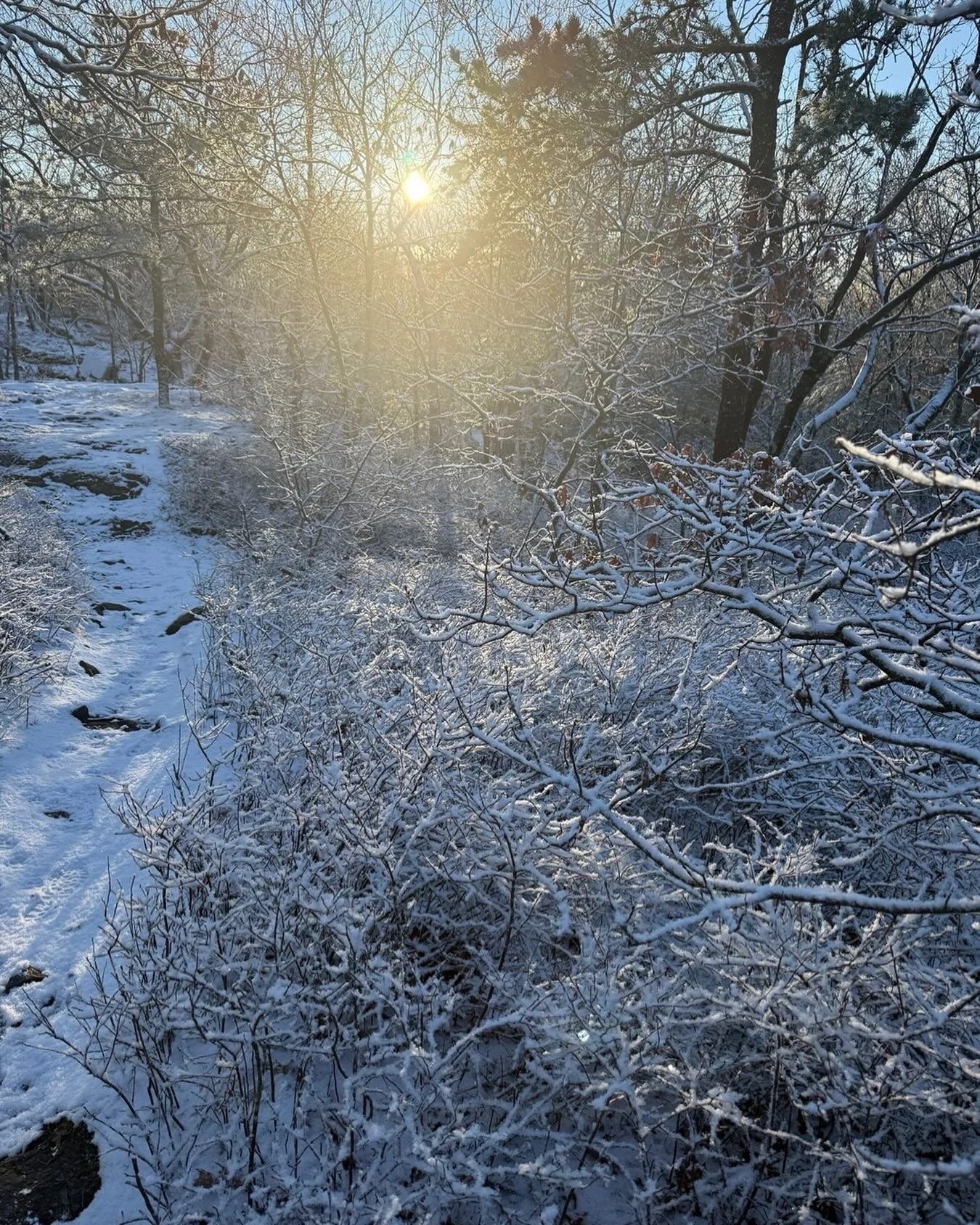 As we savor the light on these shortest days of the year, we wish you moments of delight, calm, and time in a beloved landscape. 

#peace 
#joy
#happysolstice❄️ 
#happywinter
#happyholidays