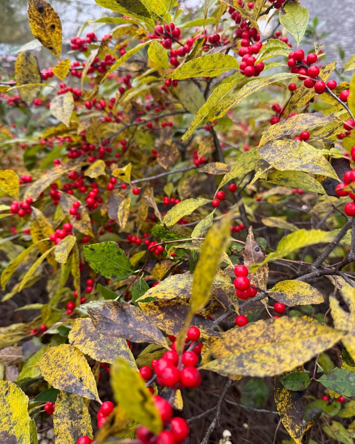 'Tis the season of buds, berries &amp; seeds&hellip; the cumulative power of many small actions and the promise of growth to come. 

.

Thank you to these firms &amp; individuals for being our seeds... 

Thank you for launching our annual Circle of S