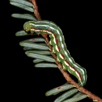 Evenings with Experts: Explore the Nighttime World of Caterpillars &amp; Moths