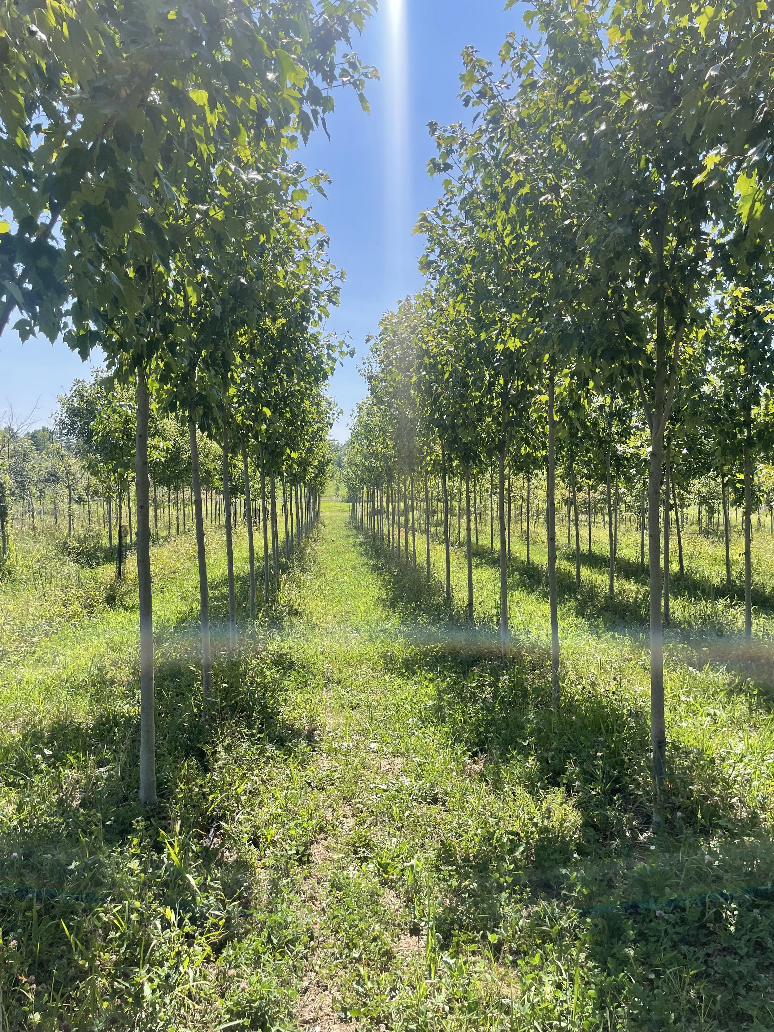 Pruning Practice Day