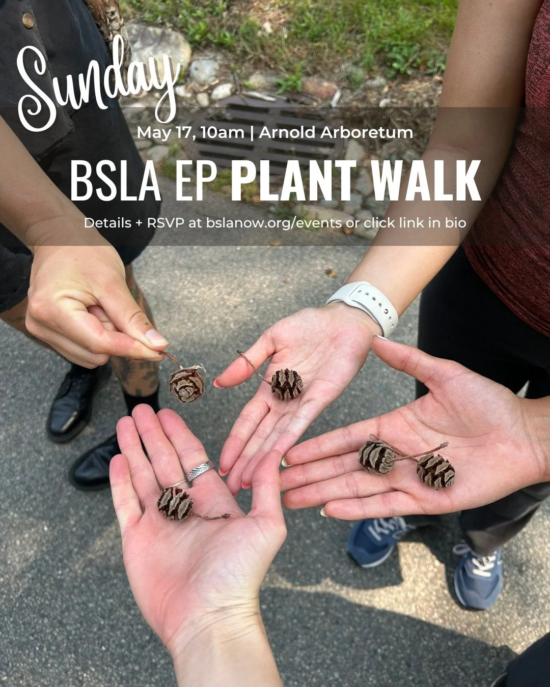 Calling all Plant Lovers! + all Emerging Professionals, too. Join the EPs for a fun morning as we brush up on our plant ID skills with a walk around the Arnold Arboretum. BSLA EP Plant Walk Sunday, May 17 10am - 11:30am at the Arnold Arboretum (meet 