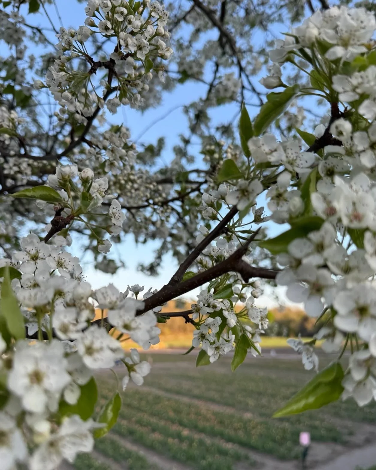 To all of those who help things grow&mdash; Happy Mother&rsquo;s Day.
