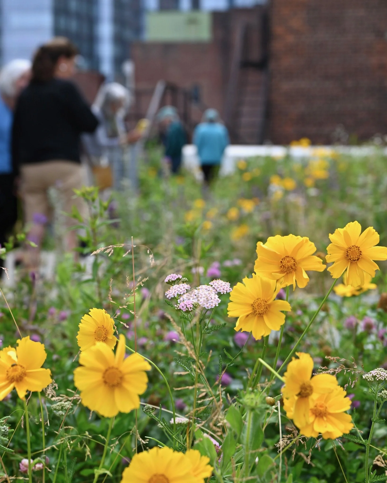 Inside/Out: Rooftops as Resilience