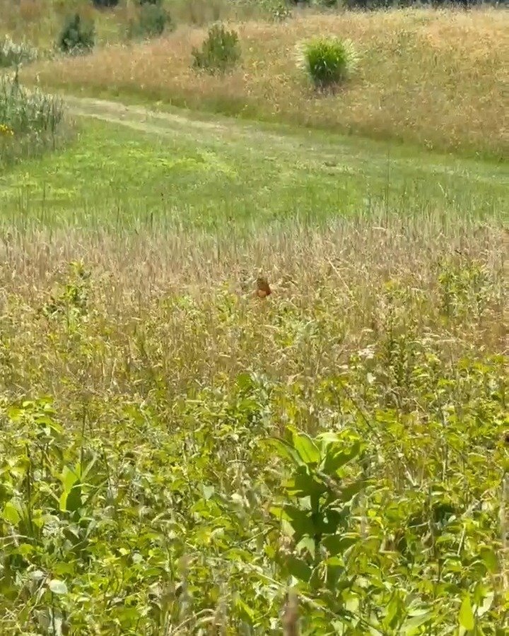 Fluttering monarchs to pollinators to native plants, oh my! These meadows are teaming with life which is so fun to listen to -- and to see.

🦋🌻🐝Swipe for one more set of video clips &amp; pics from The Meadow House tour a few weeks ago...

11 rewi