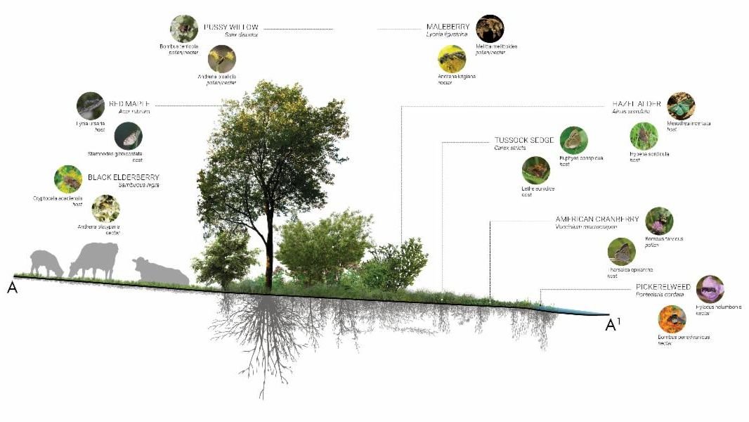 We are pleased to feature Landscape Interactions in today&rsquo;s BSLA Opportunities spotlight.

This interdisciplinary landscape planning and design firm, based in Western Massachusetts, focuses on biodiversity and science-based practices.

They cur
