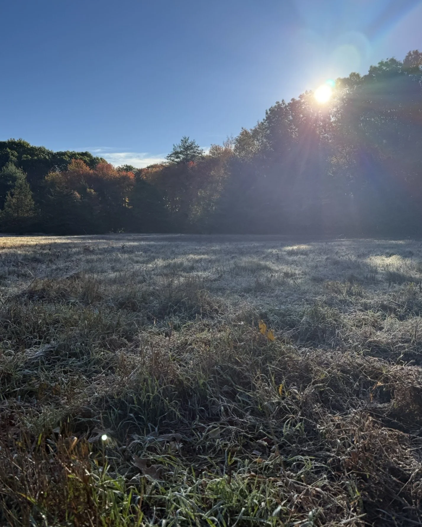 October magic. 

Overhead and under foot, on frosty mornings and rainy afternoons, color and texture abound. 

It's that season when we're in awe that this is the palette that landscape architects get to work with.

However you spend these days, may 