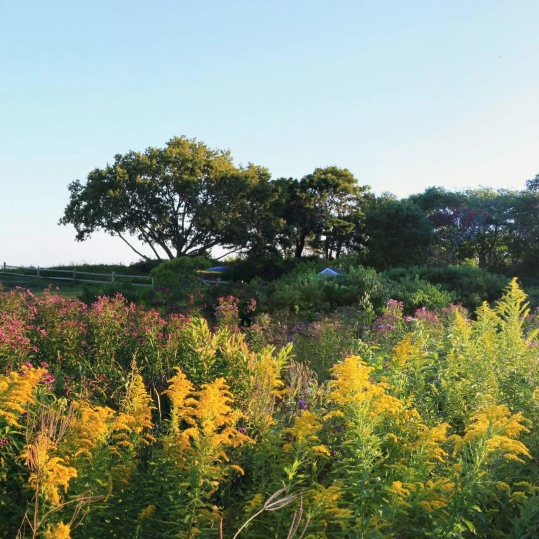We are pleased to feature Wilkinson Ecological Design in today&rsquo;s BSLA Opportunities spotlight.

Wilkinson Ecological (WED) designs, builds, and manages complex restoration and bioengineering projects that protect local habitat and support long-
