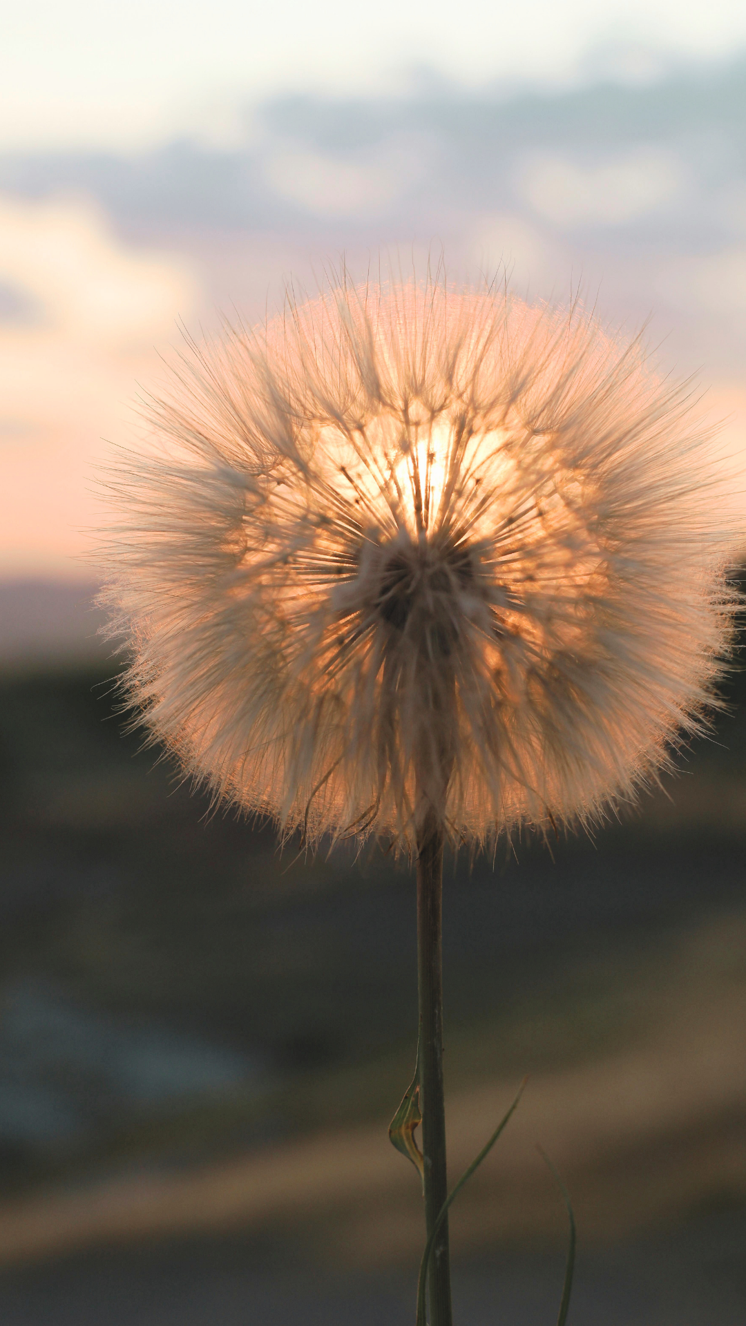 Close-up of a dandelion seed head backlit by the setting sun against a blurred sky and landscape. Bend Thoughts & Therapy in Bend, OR.