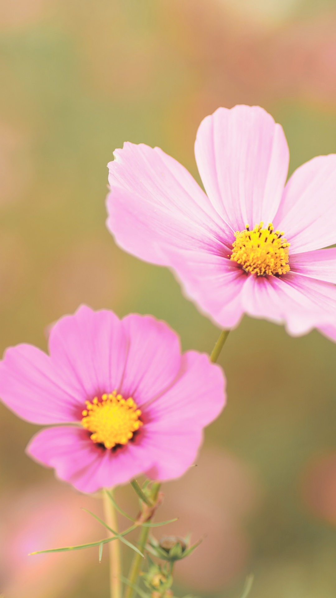 Two pink flowers with yellow centers against a soft, blurry background. Bend Thoughts and Therapy accepts insurance.