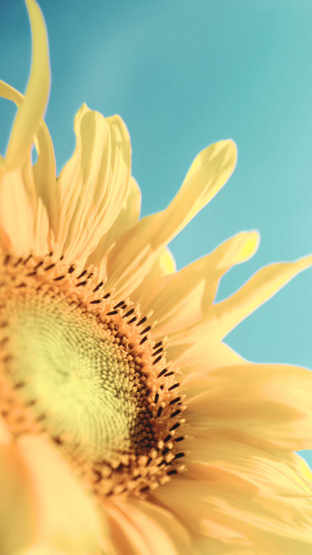 Close-up of a sunflower with yellow petals and dark center, against a clear blue sky. Bend Thoughts & Therapy in Bend, OR.