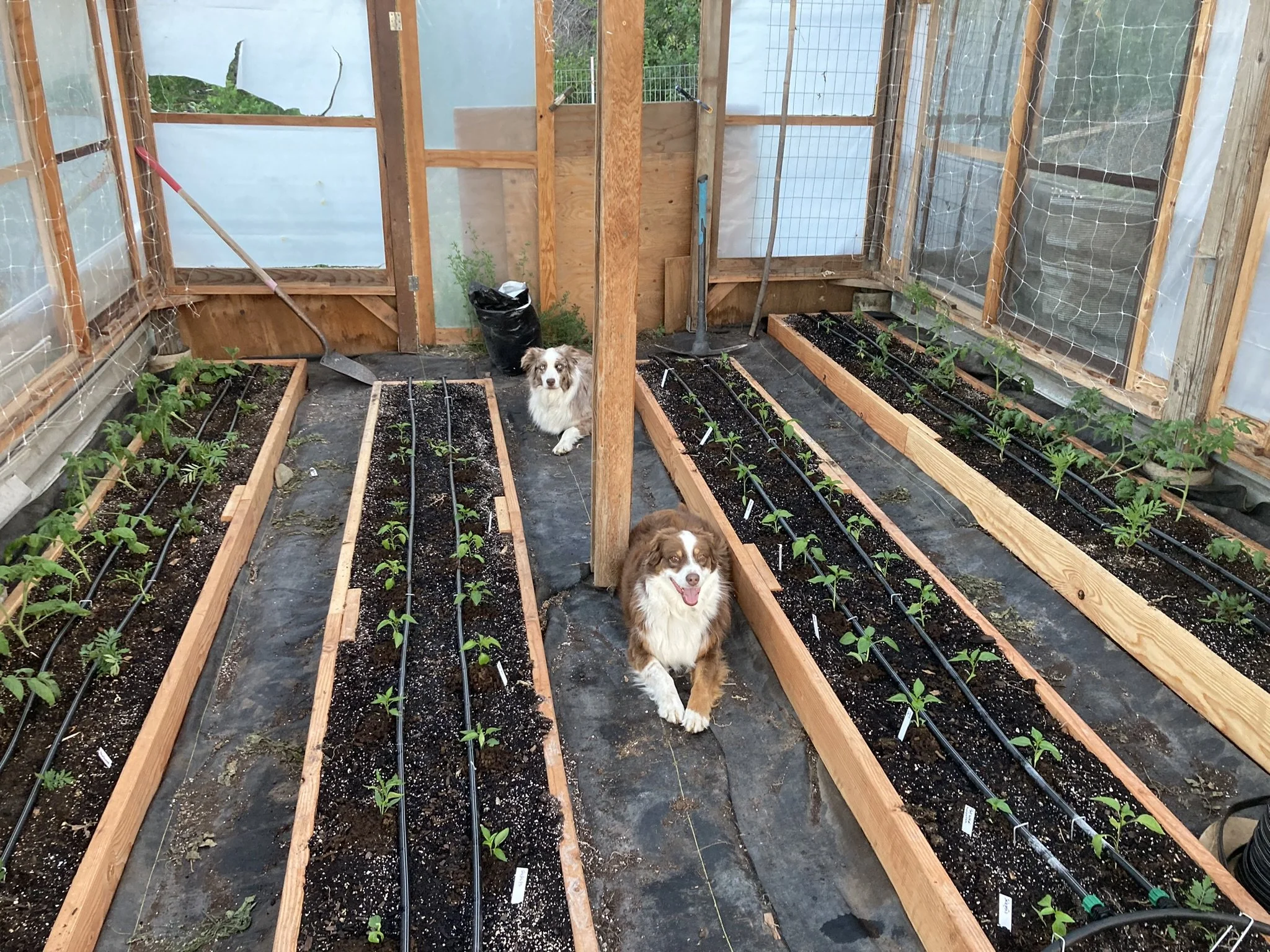 Two australian shepherds sit amongst garden starts in a custom built greenhouse