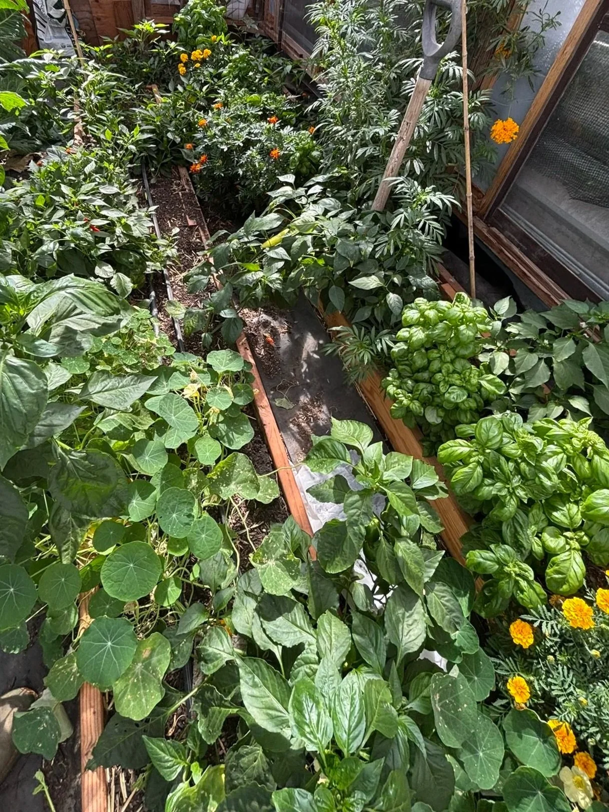 Custom flower plantings to mitigate insect and pest problems in an custom greenhouse