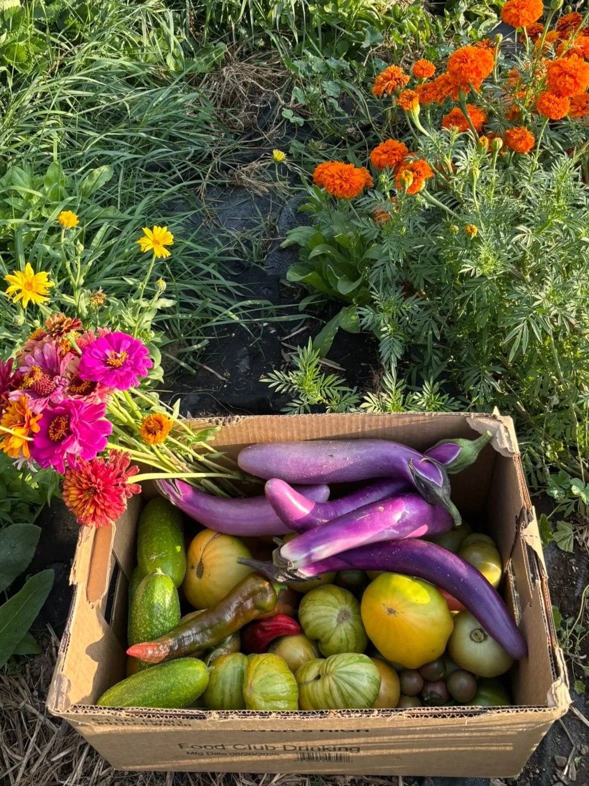 Bountiful box of eggplant, tomatoes, cucumbers with marigolds in the background.