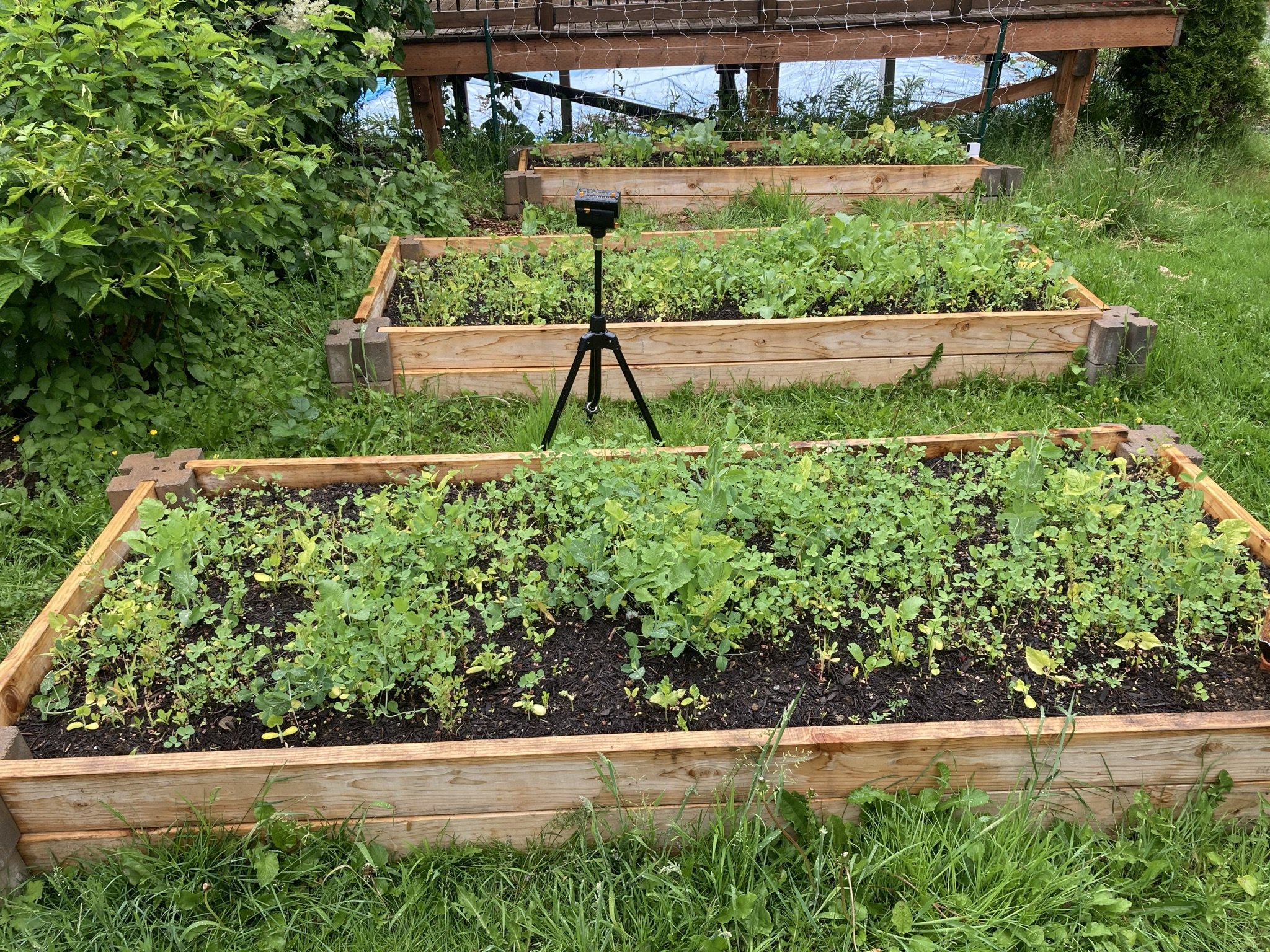 Three raised wood garden beds with irrigation sprinkler.