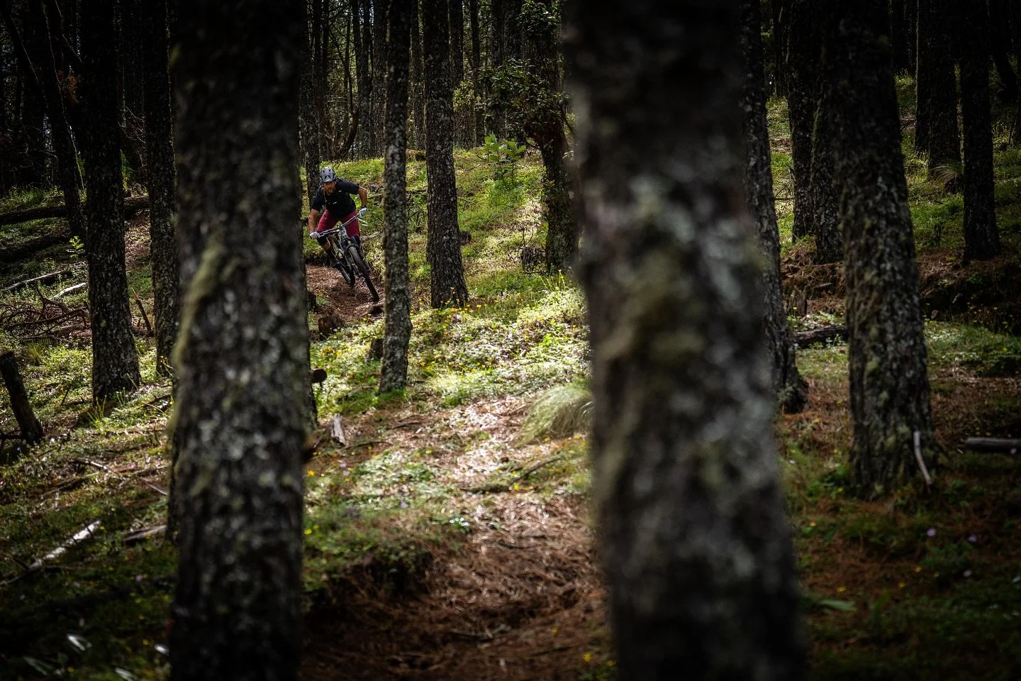 Sunday funday riding in the Woods!

Did you know we still have forest at 9,800 Ft elevation?

Our alpine is quite peculiar, come and discover a bunch of majestic places in the Sierra Norte of Oaxaca!

We offer tours all year round, give us a call.

#