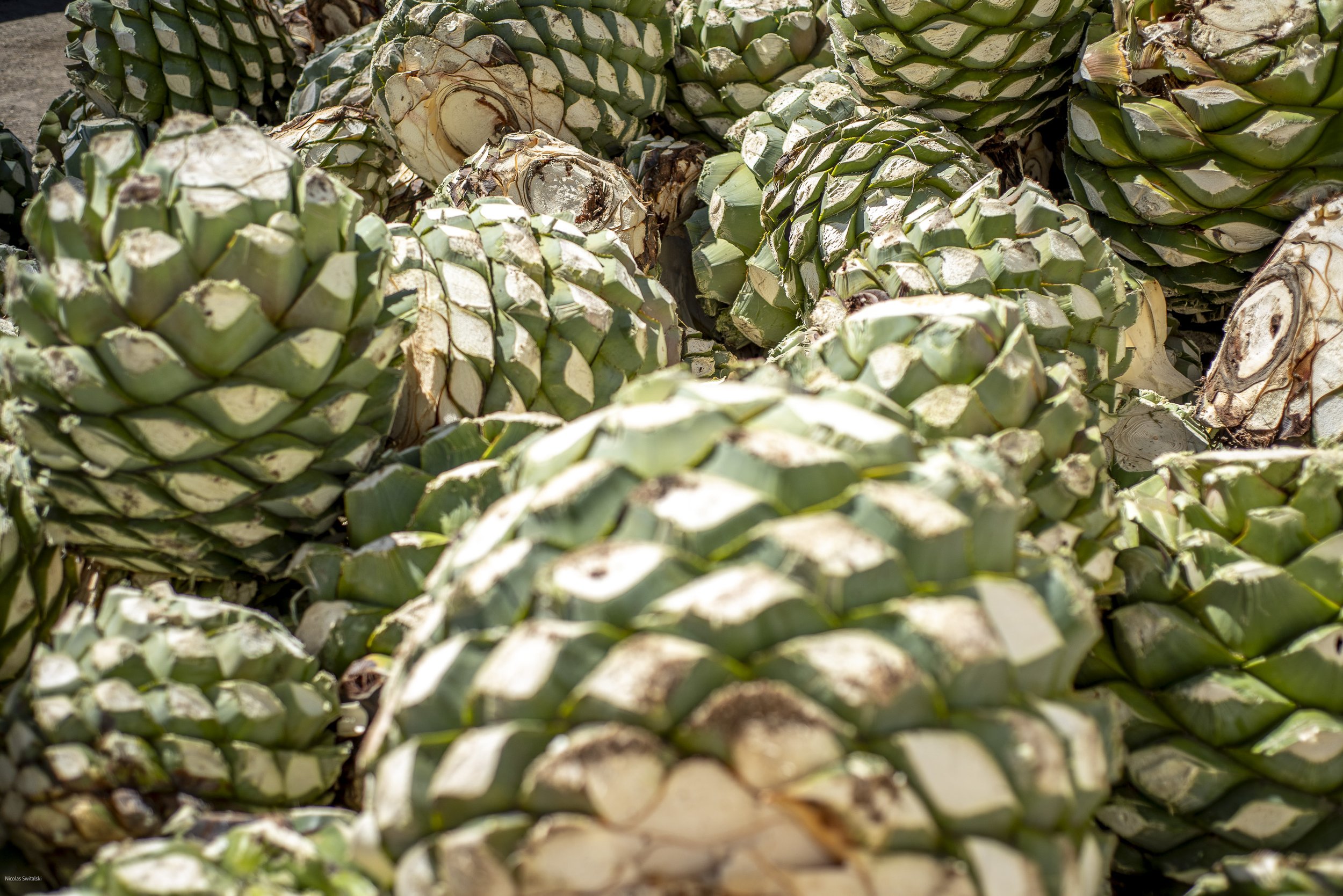 Mezcal distillery Oaxaca artisanal production