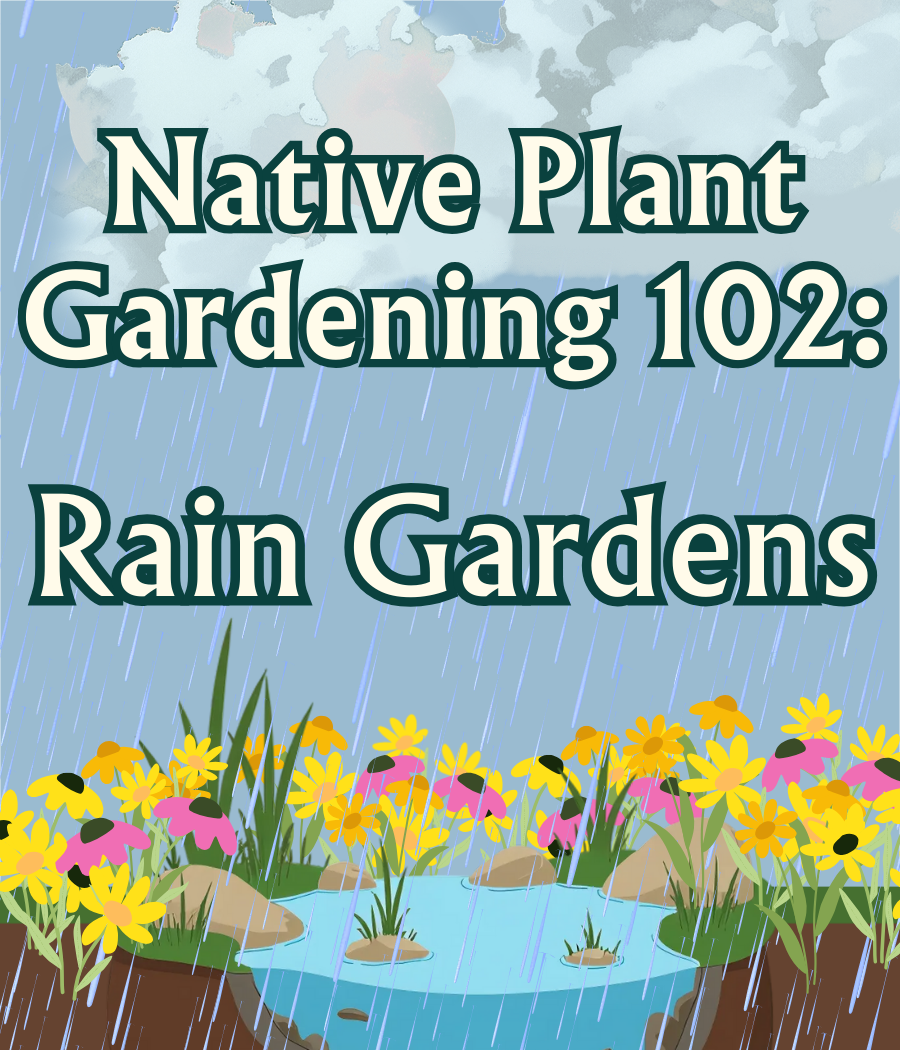 Native Gardening 102: Rain Garden