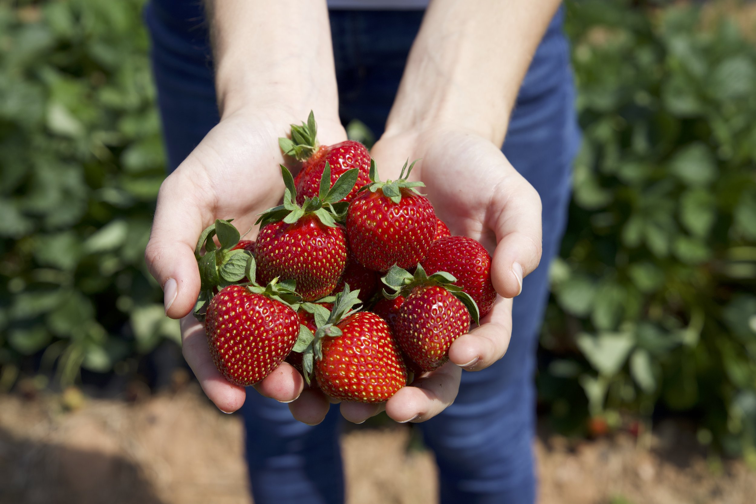 Strawberries Close Up Handful.jpeg