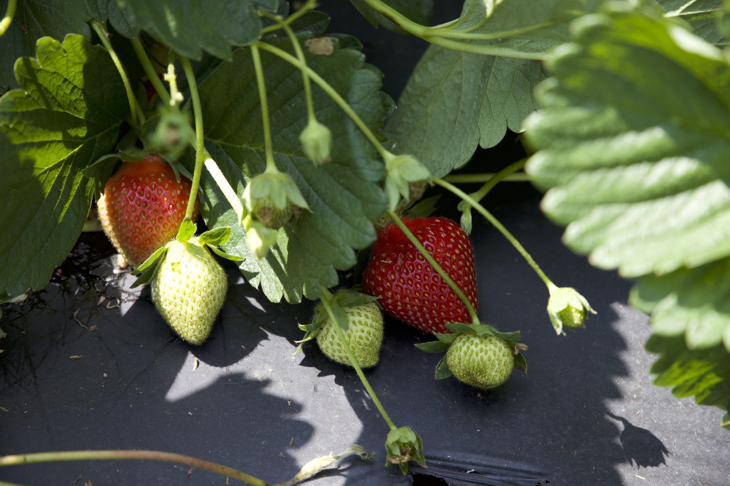 Strawberry Ripeness Stages.jpeg