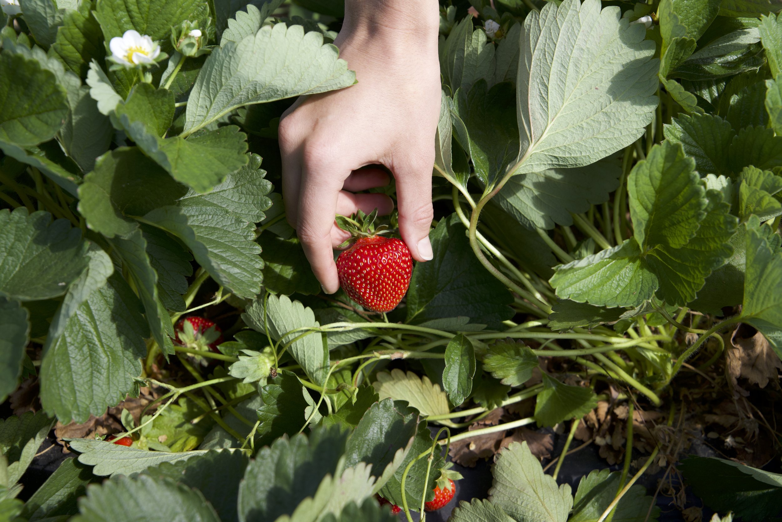 Strawberry in Hand Close Up.jpeg