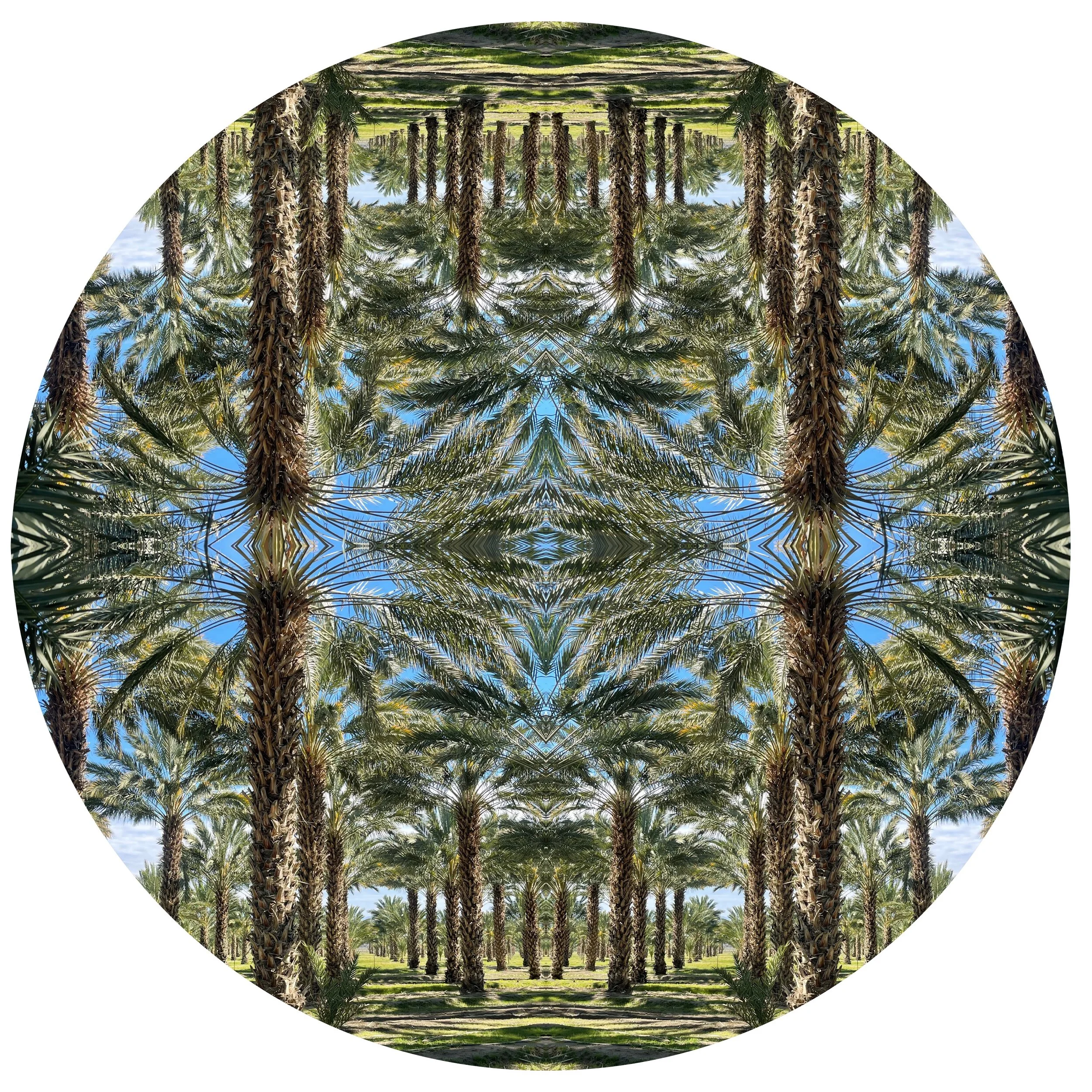 Mother Tree Project 3.JPG