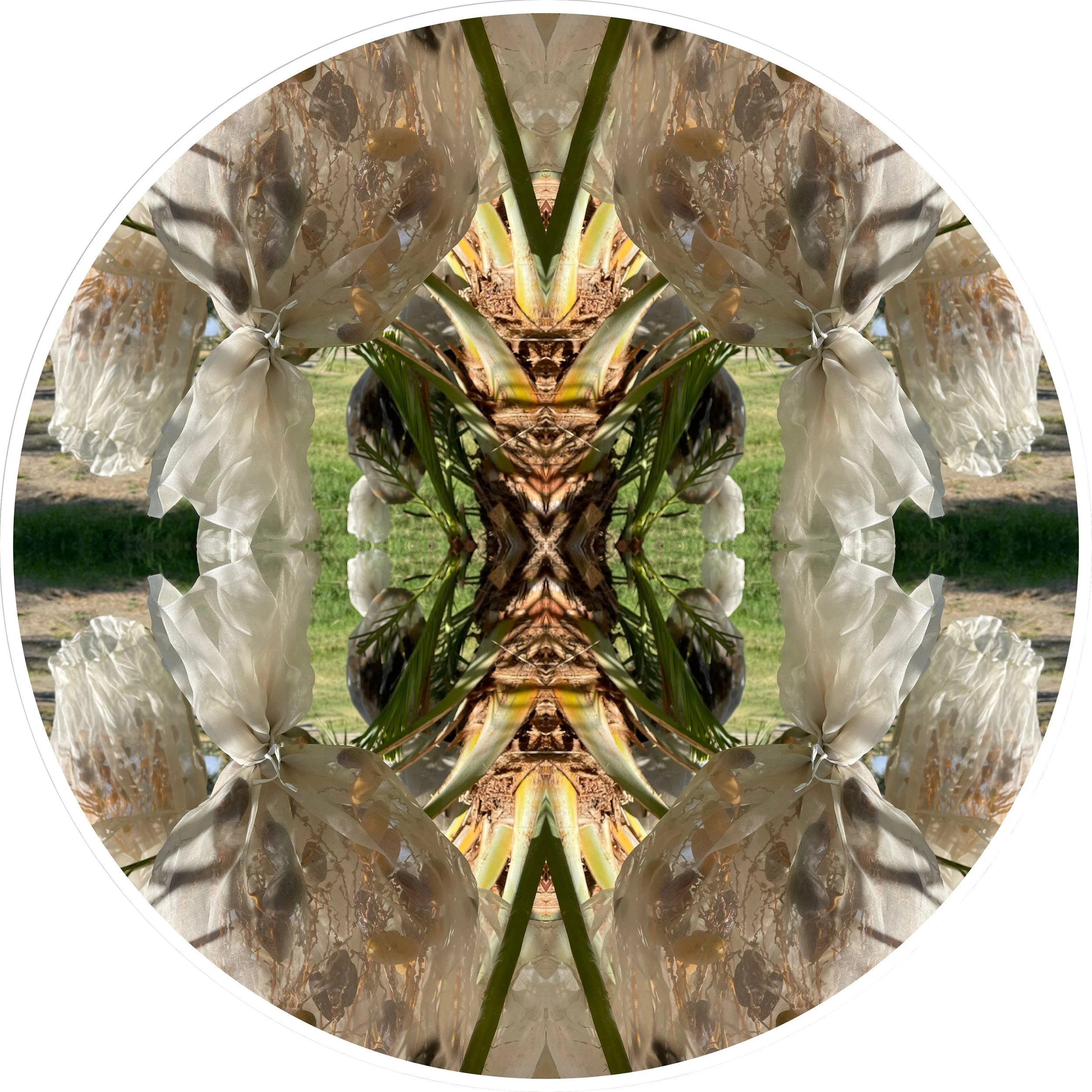 Mother Tree Project 11.JPG