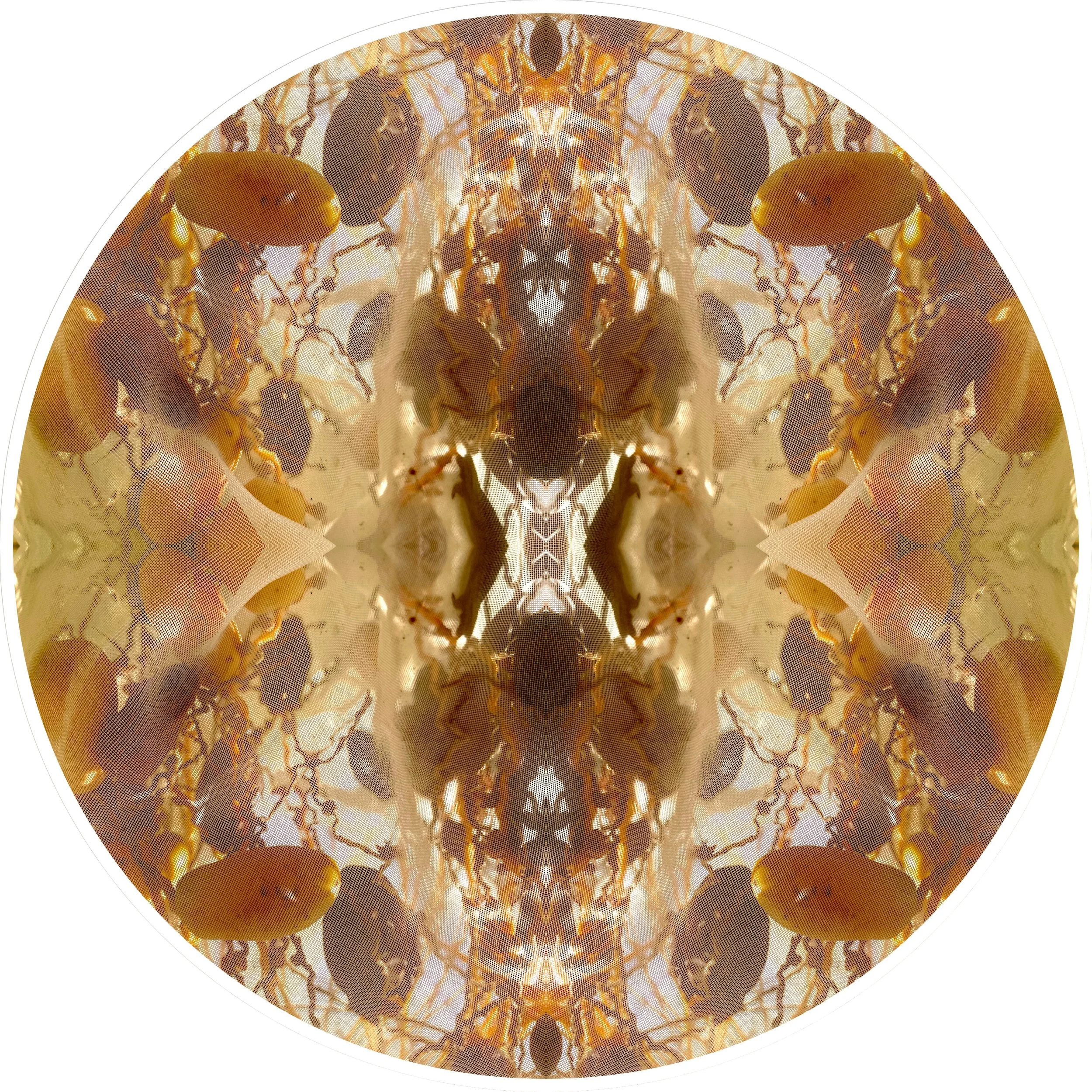 Mother Tree Project 14.JPG