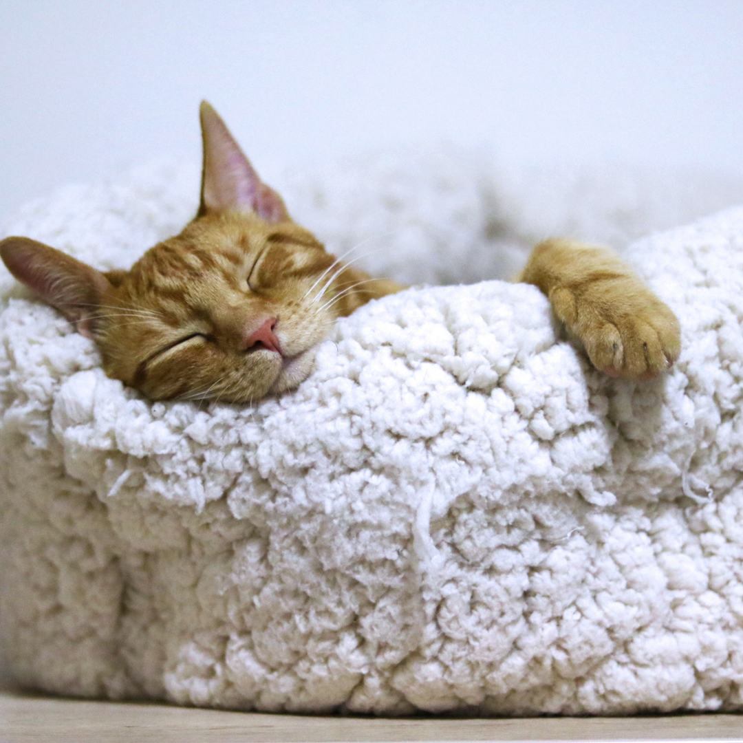 Sleep 101