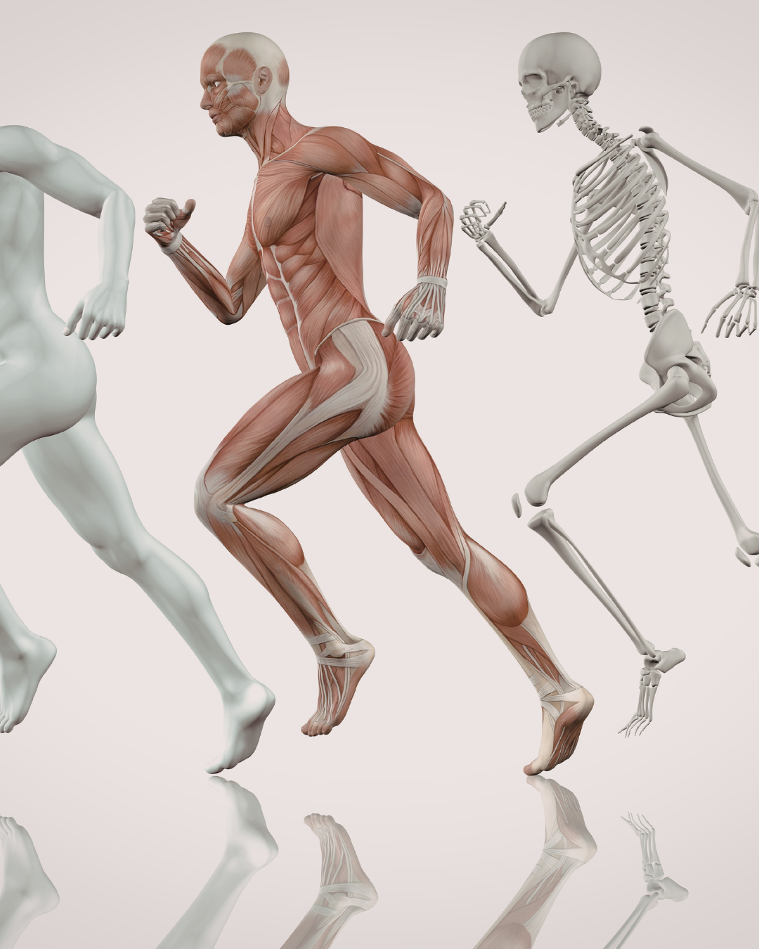Building Strong Bones: Why Your Skeleton Needs Attention Before Menopause