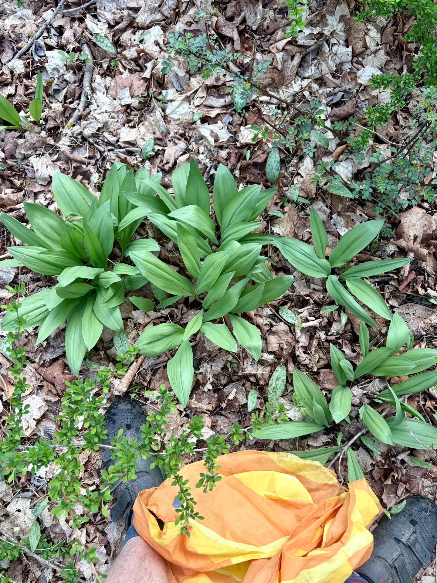 Busy, busy, busy! Patio season is here &amp; we are so stoked to be slingin' pies! 🍕 

📸 Keeping Matt busy out here! 🥾🌿 Resupply on ramps for this week's pizza special - Ramp Sfincione
