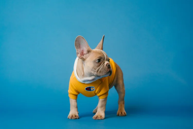 Understanding the Role of Influencer Ads