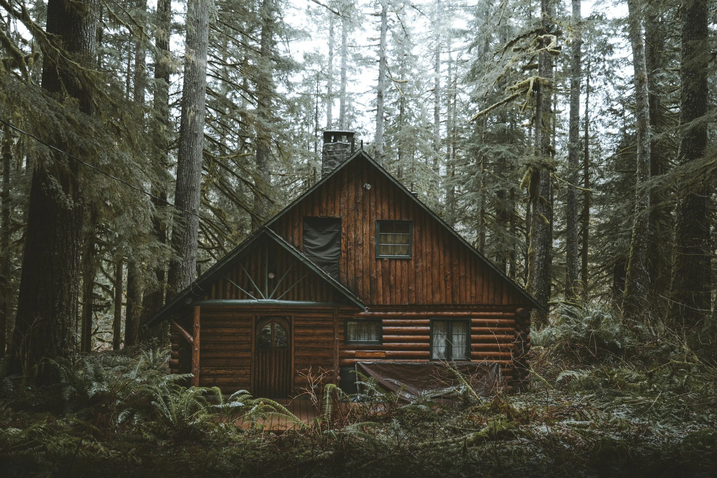 A log cabin centered in a dense temperate rainforest