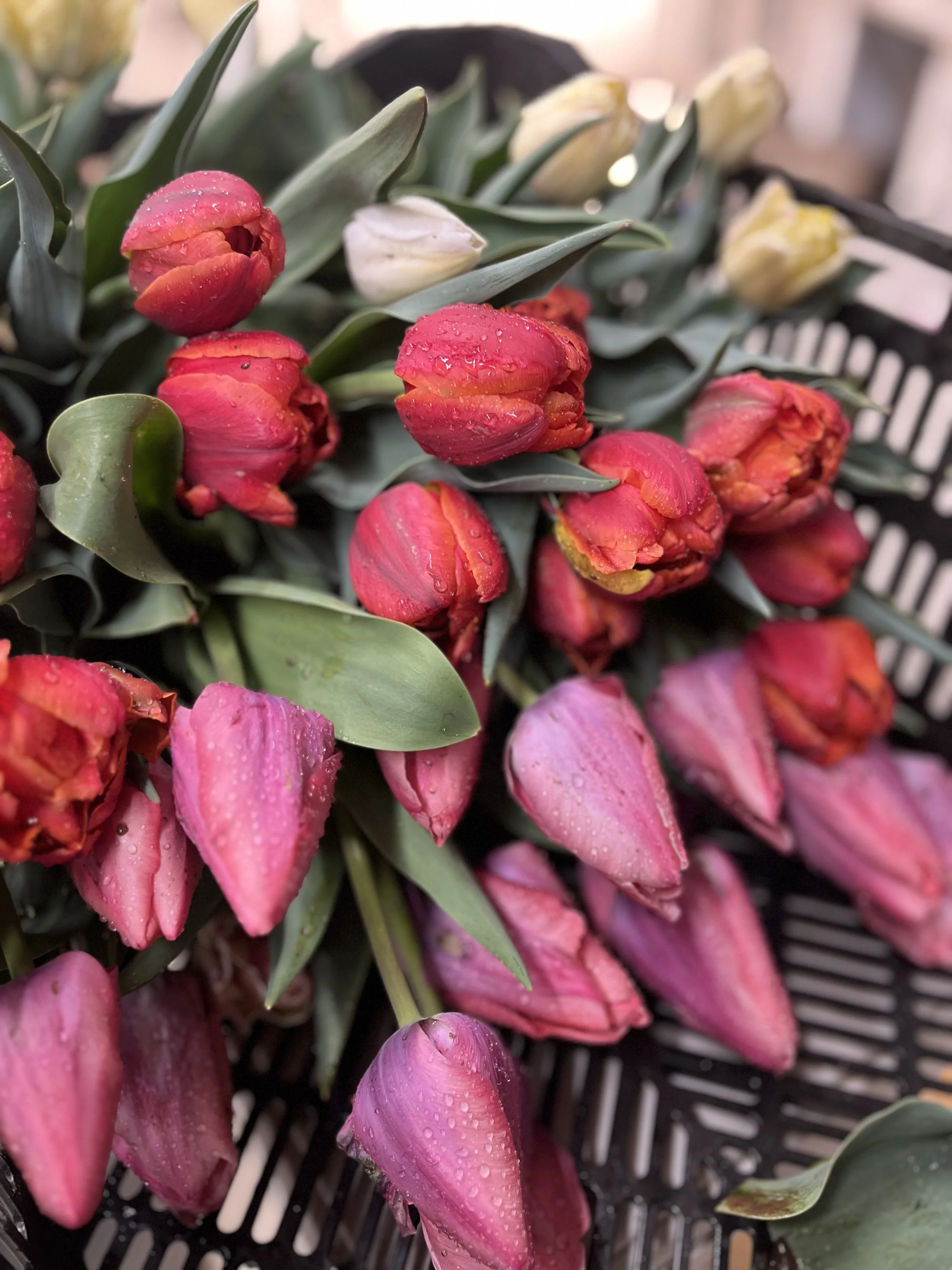 Tulip You-Pick Experience