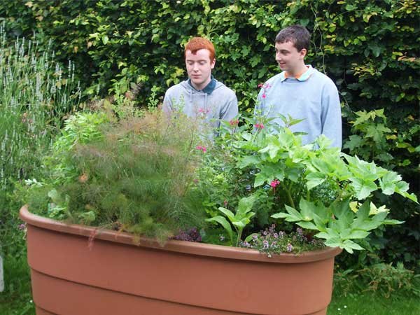 Growing an edible garden in Schools