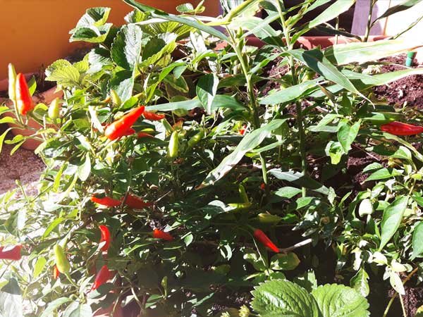 Growing chillies 