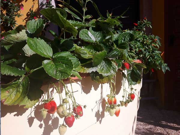 growing-strawberries-in-a-green-circle-wheelchair-accessible-garden.jpg