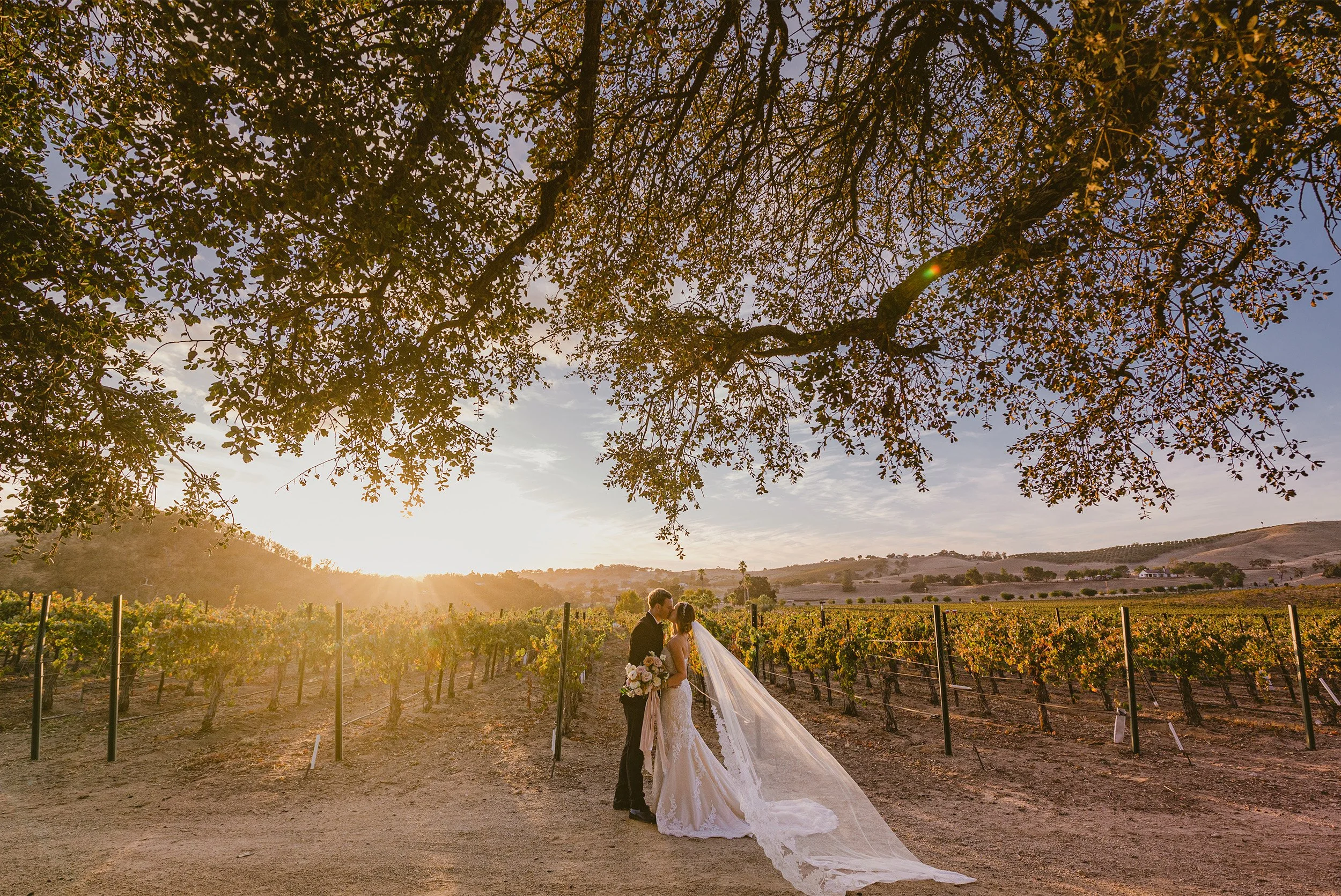 Orange County wedding photographer captures bride and groom kissing beneath sprawling oak tree in Cass Winery at sunset