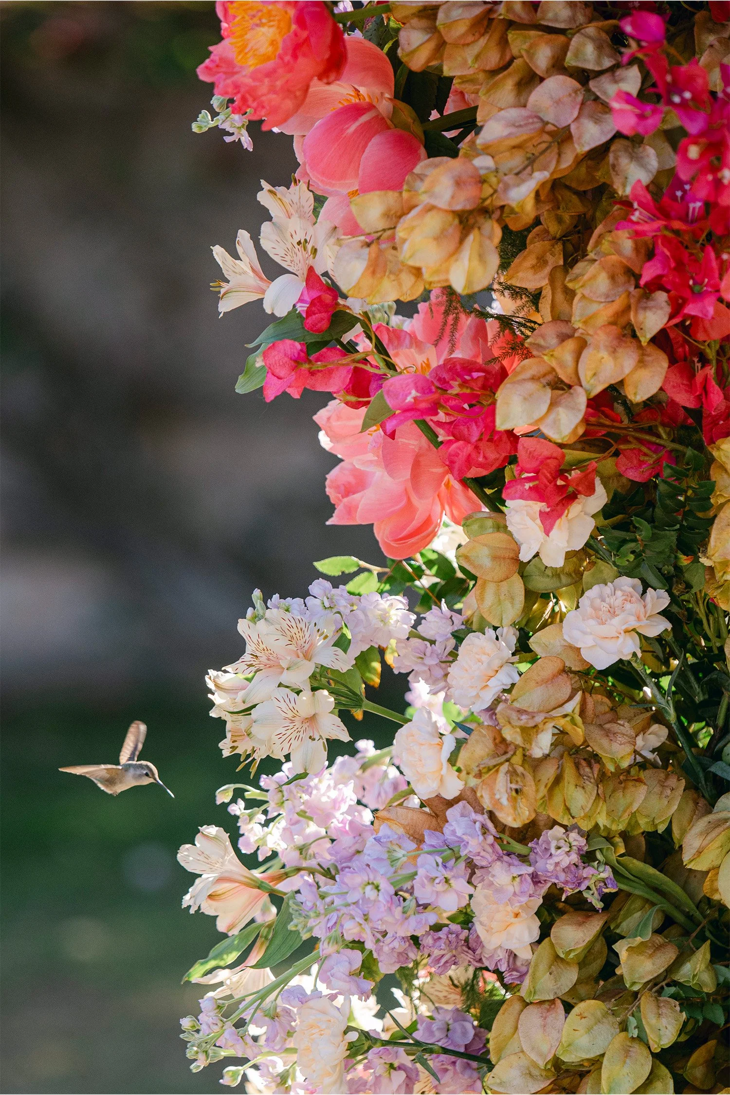 Hummingbird flying near colorful floral wedding arch with bougainvillea and roses